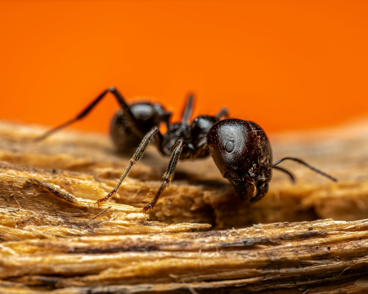 Carpenter Ants in Walls Ontario: Signs, Damage & How to Get Rid of Them