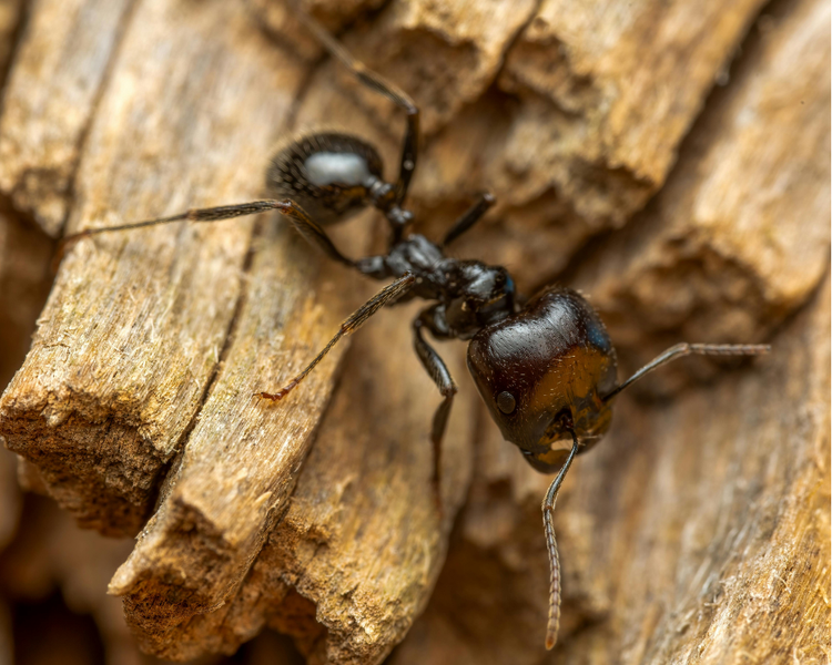 Flying Carpenter Ants Inside Your Ontario Home: What It Really Means