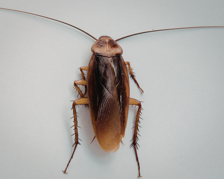 How Much Does Cockroach Extermination Cost in Ontario? (2026 Price Guide)