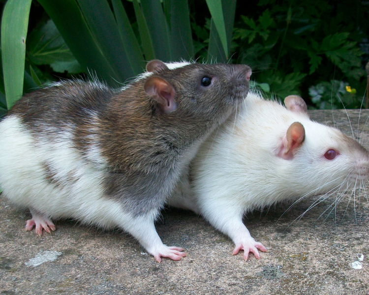 House Mice: Identification, Behavior, and How to Get Rid of Them in Ontario