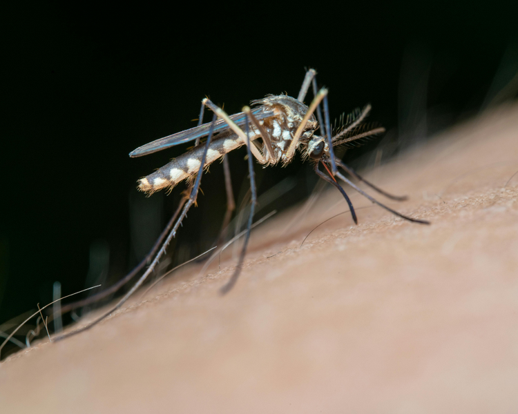 How to Get Rid of Mosquitoes in Your Backyard: An Ontario Homeowner's Guide