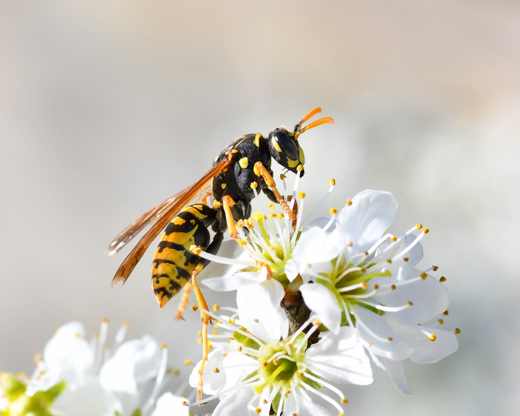 May 2026 Wasp Alert: Queens Are Building Nests Across the GTA Right Now