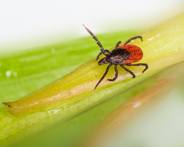Ontario Tick Season 2026: Nymph Peak Is Here — Protect Your GTA Yard Now