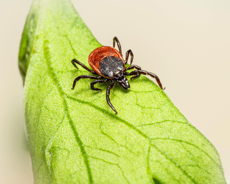 Ontario Tick Warning — Blacklegged Tick Nymphs Are Peak-Active This May
