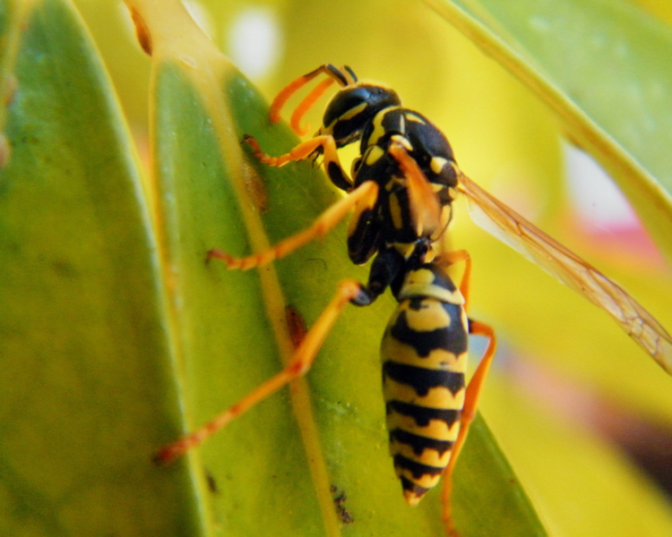 Wasp Nest Season Has Started in Ontario: Why Now Is the Time to Act (2026)
