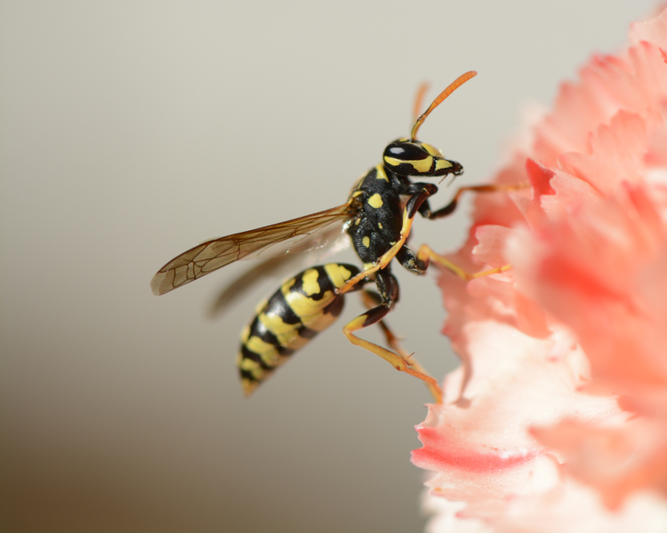 Wasp Queens Are Building Nests Across Ontario Right Now (May 2026 Alert)
