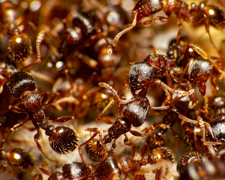 How Much Does Ant Control Cost in Ontario? (2026 Price Guide)