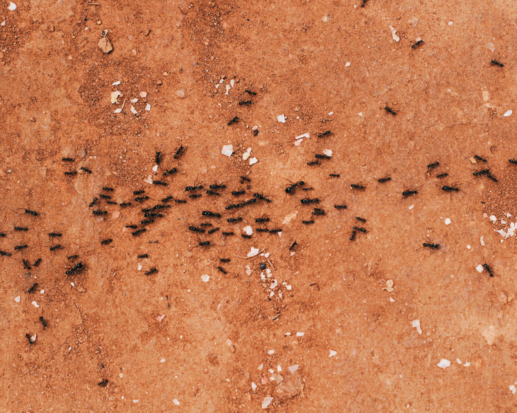 Ants Are Marching Indoors as Ontario Heat Builds — June 2026 Alert
