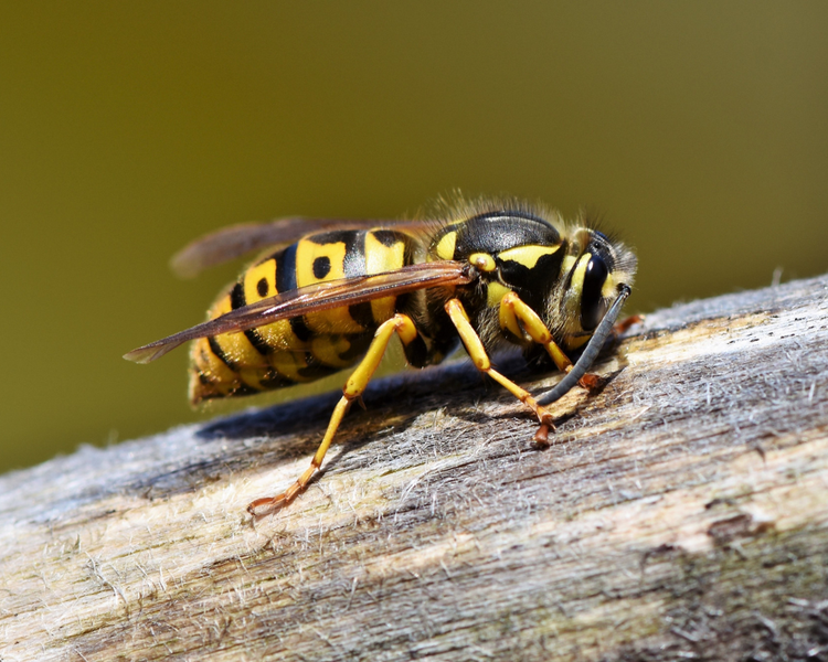 Bald-Faced Hornets Are Building Aerial Nests Across Ontario — June 2026 Alert