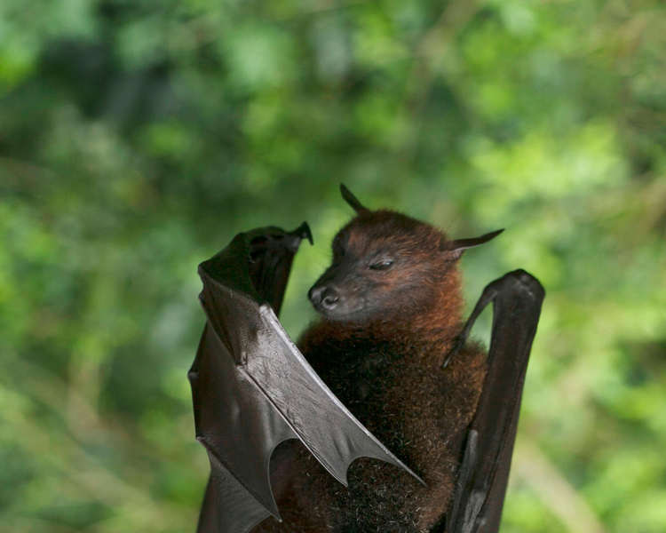 Bats in the Attic in Ontario: What You Can (and Can't) Legally Do