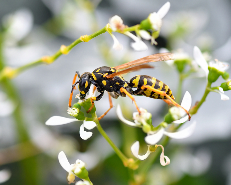 Can You Remove a Wasp Nest Yourself? DIY vs a Professional in Ontario (2026)