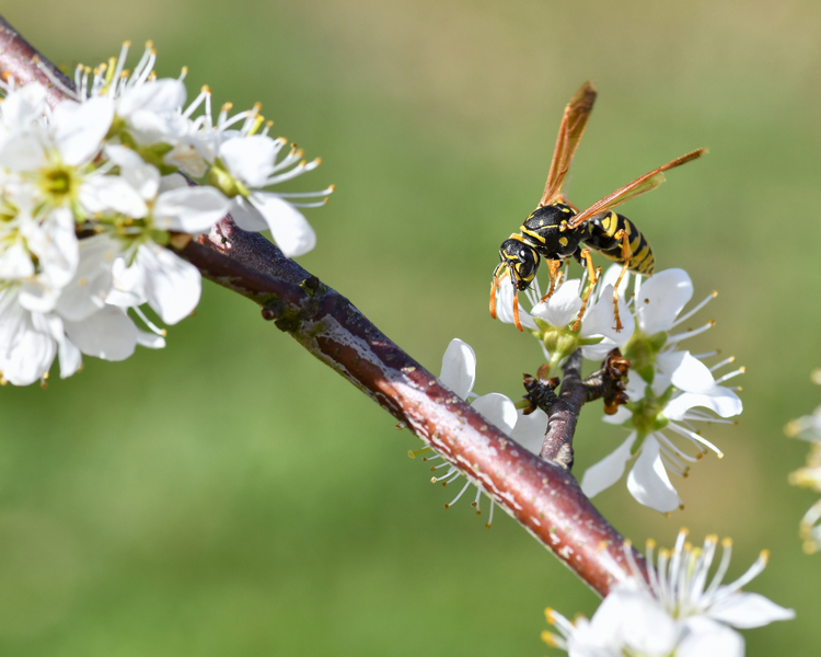 Canada Day 2026 Backyard Pest Prep: Wasps & Mosquitoes (Ontario)