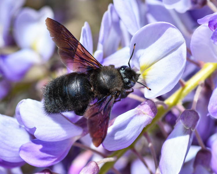 How Much Does Carpenter Bee Removal Cost in Ontario? (2026 Price Guide)