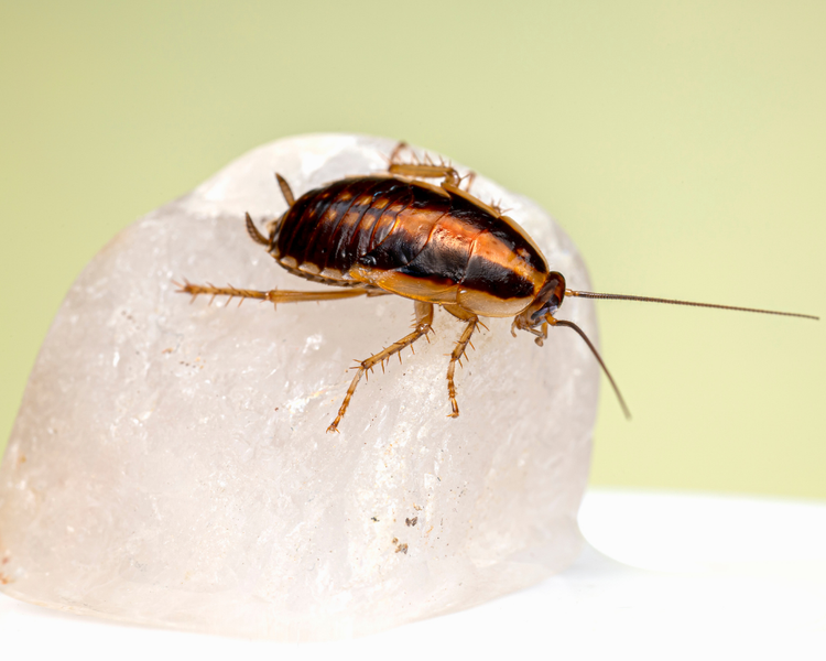 How Much Does a Cockroach Exterminator Cost in Toronto? (2026)