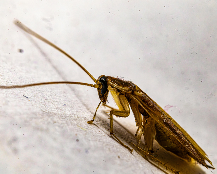 Cockroaches in Ontario: The Complete Field Guide (2026)