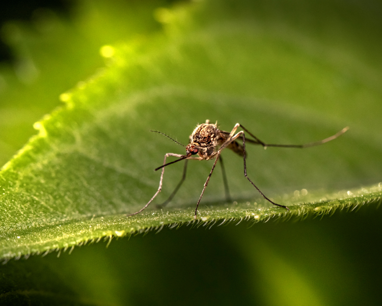 Do Bug Zappers & Citronella Work? 6 Ontario Mosquito Myths Debunked (2026)