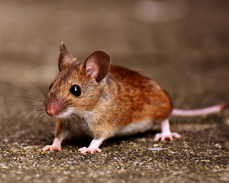 Do I Need an Exterminator for Mice in Ontario, or Can I Get Rid of Them Myself?