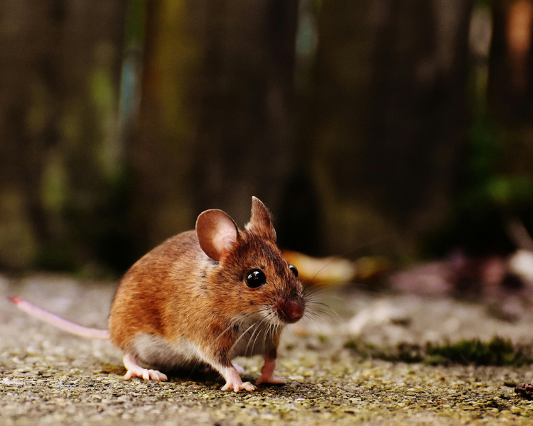 Do Mice Come Back After Extermination? An Ontario Pest Expert Answers (2026)