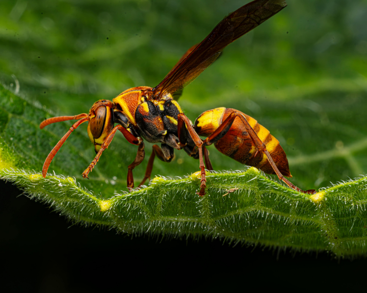 Do Wasps Come Back After Nest Removal? An Ontario Expert's Answer (2026)