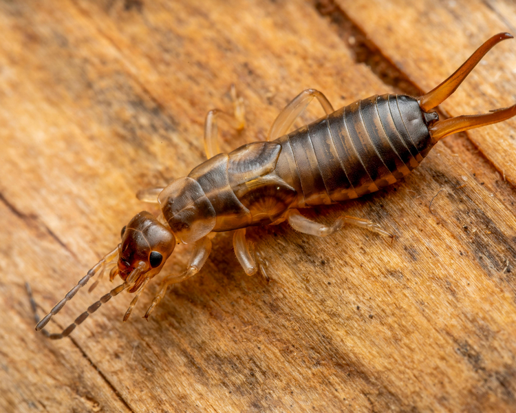 Earwig Invasion in Ontario: Why They're Surging in June 2026