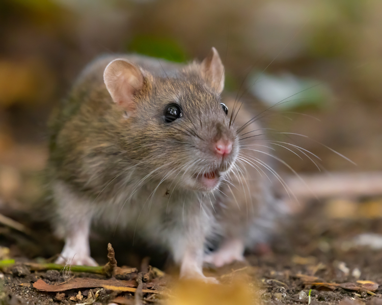 Etobicoke's Rat Activity Is Rising With Toronto's — What West-End Homeowners Should Know (2026)