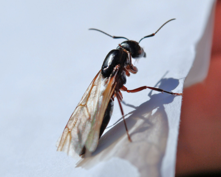 Flying Ants Are Swarming Across Ontario: What Late-June 2026 Swarms Mean for Your Home
