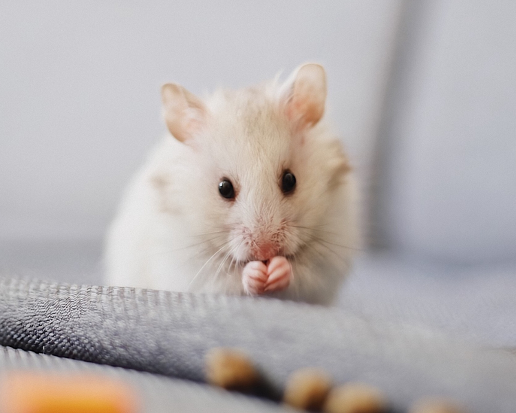 How Long Does It Take to Get Rid of Mice in Ontario? (2026)