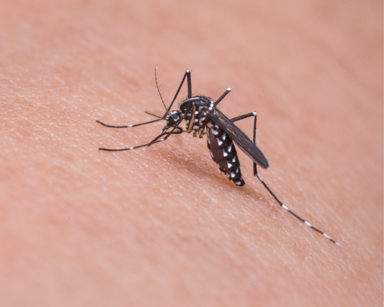 How Long Does Mosquito Control Last in Ontario? (2026 Guide)