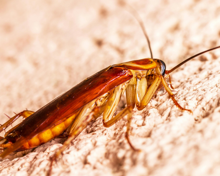 How Much Does Cockroach Extermination Cost in Ontario? (2026 Price Guide)