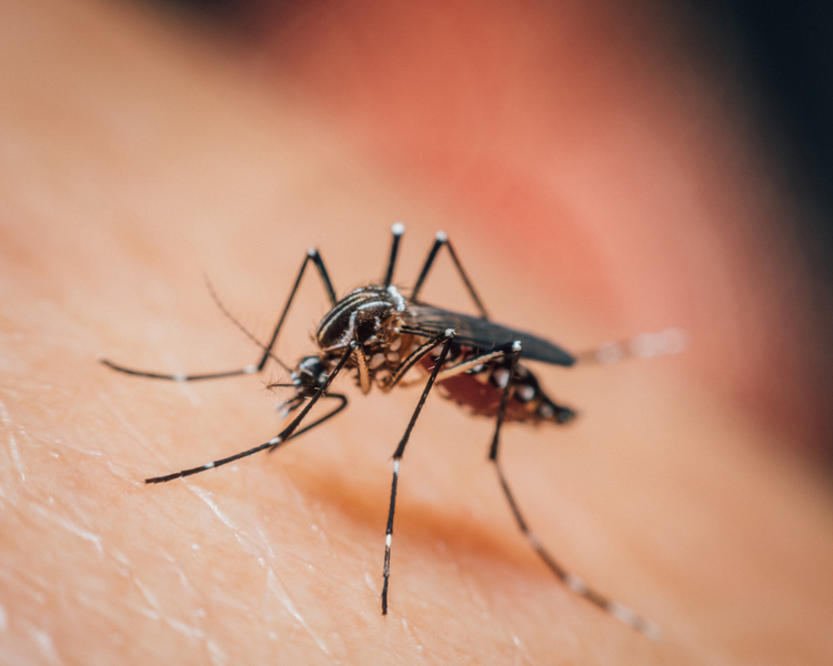 How Much Does Mosquito Control Cost in Ontario? (2026 Prices)