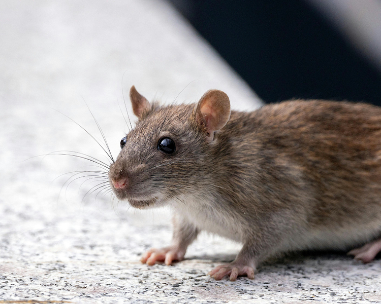 How Much Does Rat Control Cost in Ontario? (2026 Price Guide)