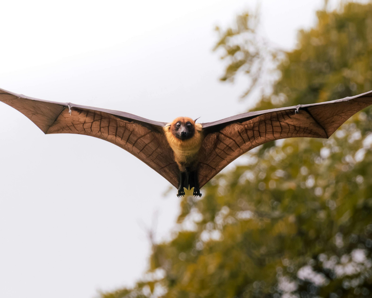 How to Safely Clean Bat Droppings (Guano) in Ontario