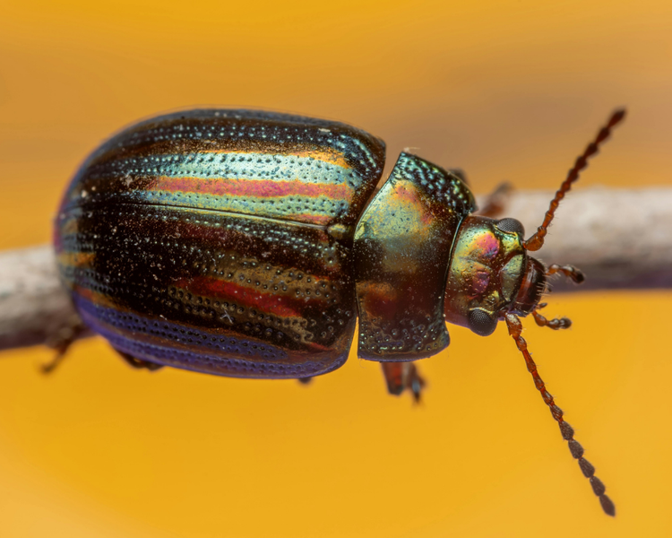 Japanese Beetles Are About to Emerge Across Ontario — June 2026 Alert