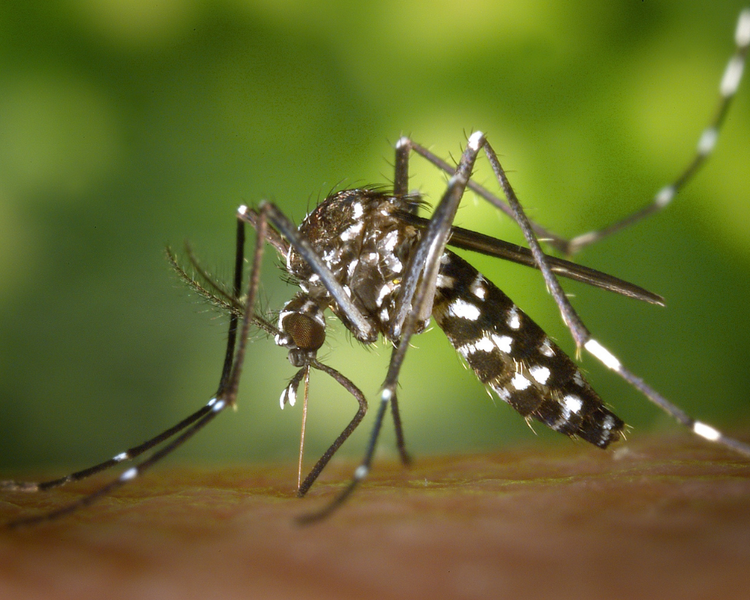 Late-June Rain Just Triggered an Ontario Mosquito Breeding Surge (June 2026 Alert)