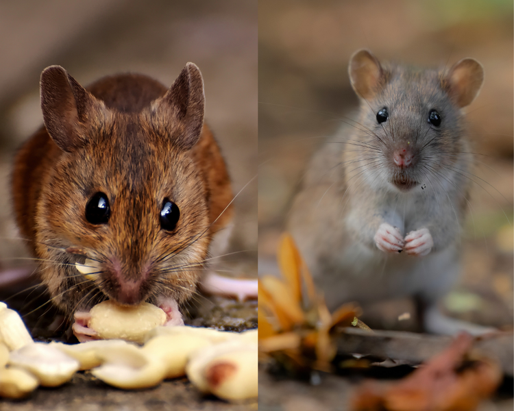 Mice vs Rats: How to Tell the Difference in Your Ontario Home (2026)