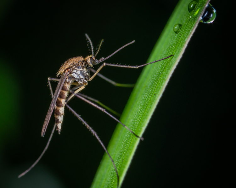 Mosquito Control Cost in Ontario (2026): How Much Does Backyard Mosquito Treatment Cost?
