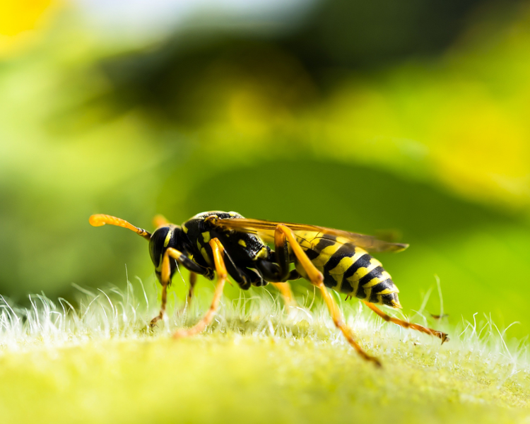 Heat Wave Pushing Pests Indoors in Ontario — Canada Day 2026 Alert