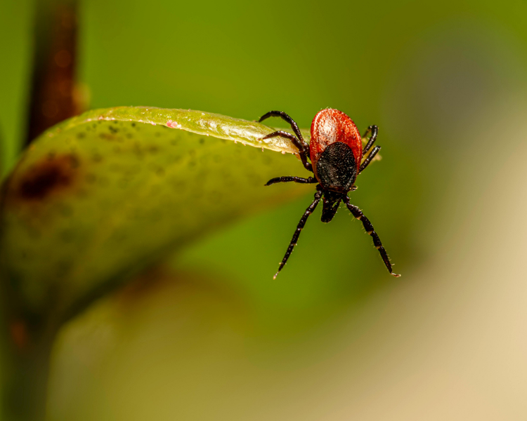 Ontario Lyme Disease Cases Hit Record High — Summer 2026 Tick Alert