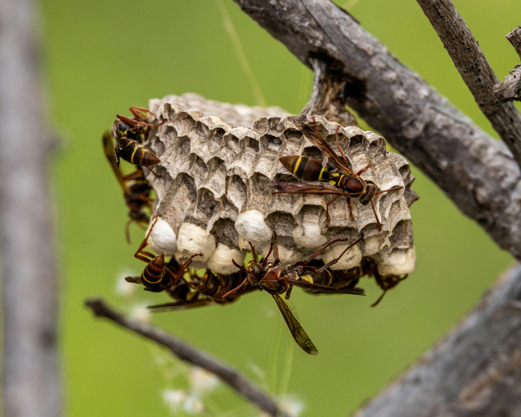 Ontario Wasp Season 2026: Why Early Summer Is the Cheapest Time to Remove a Nest