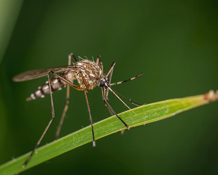 Ontario West Nile Virus Season 2026: Mosquito Surveillance Now Underway