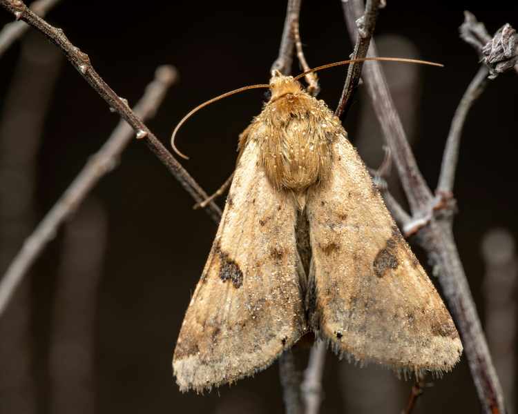 Pantry Moths Are Surging in Ontario Kitchens This Summer: June 2026 Alert