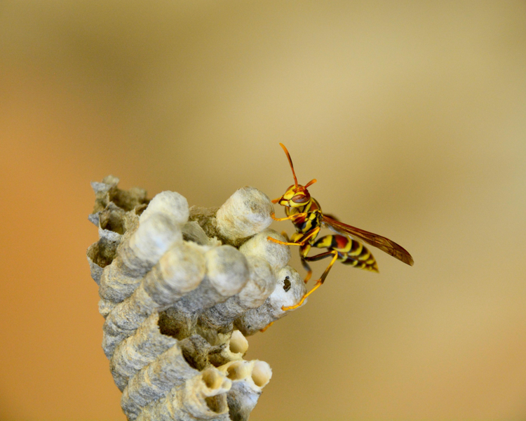 Paper Wasps Are Building Nests Under Ontario Decks and Eaves Right Now — June 2026 Alert