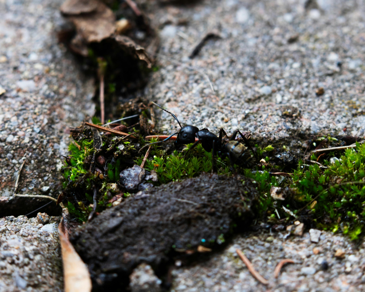 Pavement Ants Are Swarming GTA Driveways and Patios This June (2026 Alert)