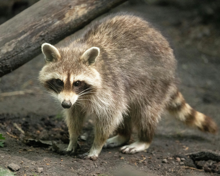 Raccoons and Squirrels in Newmarket Attics — A Local Pest Control Guide (2026)