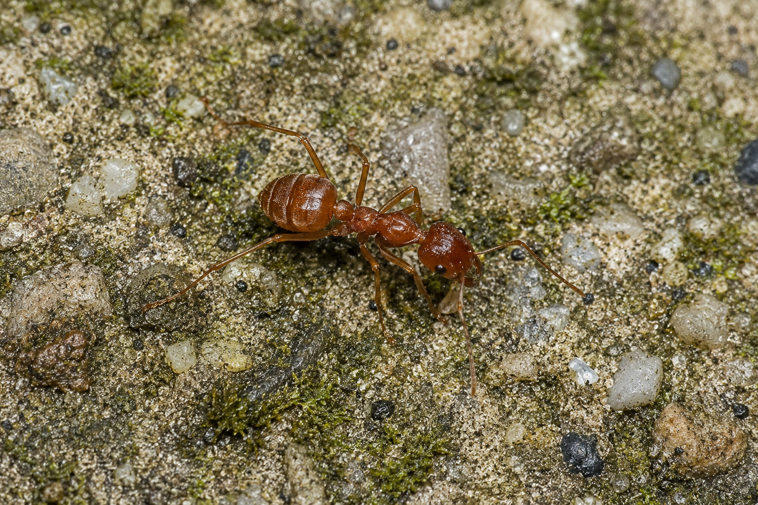 European Fire Ants Are Surging in Ontario Yards: June 2026 Alert