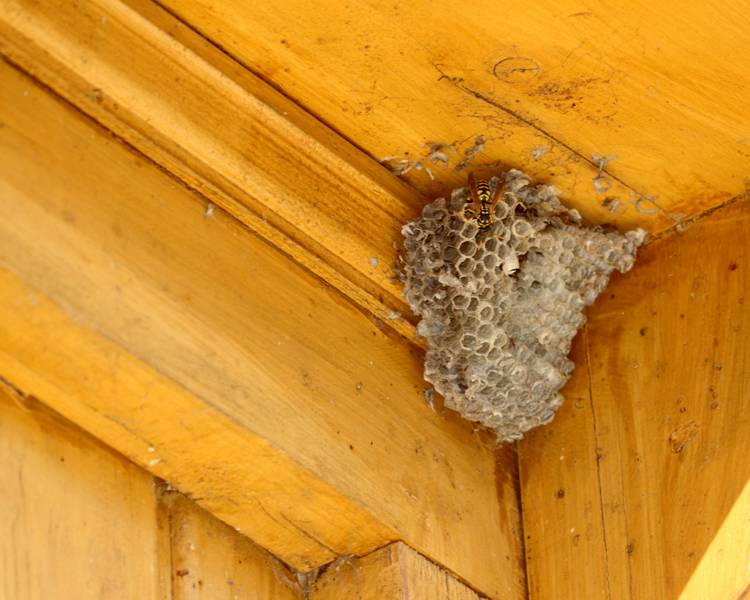 Should You Remove a Wasp Nest or Leave It Alone? (Ontario, 2026)