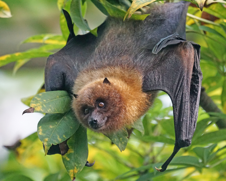There's a Bat in My House — What to Do in Ontario (Rabies Steps)