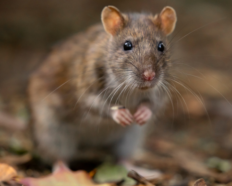 Toronto's Rat Response Plan Is Rolling Out Now: What GTA Homeowners Need to Know (June 2026)