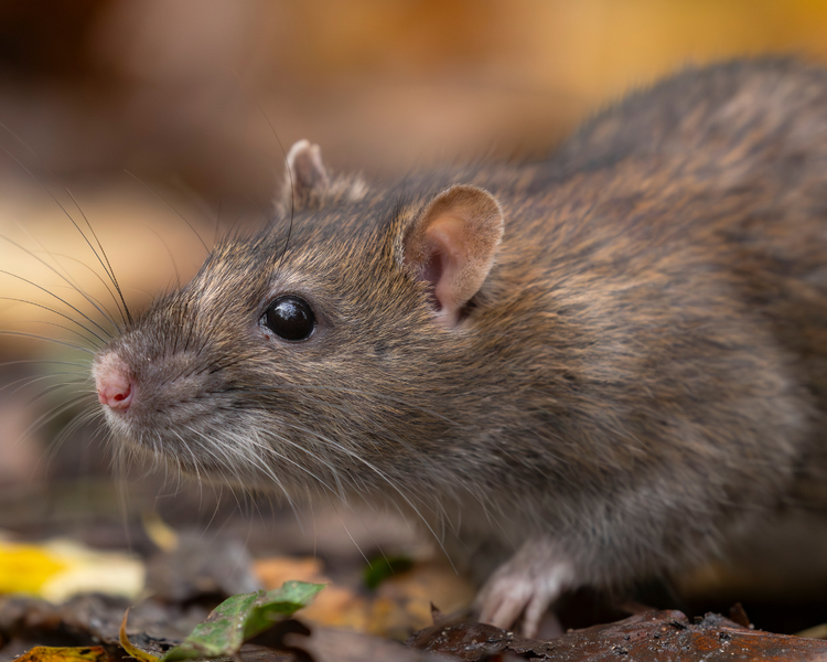 Toronto's Rat Response Plan Rolls Out in 2026: What GTA Homeowners Need to Know