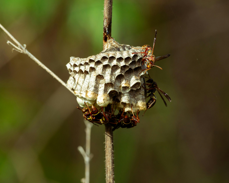 Ontario Wasp Nests Just Hit Their Fast-Growth Phase (Late June 2026 Alert)